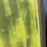 USED KT Drifter 4 Carbon Foilboard-7'1" x 170L