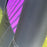 USED 2026 North Orbit Kite-Deep Purple-10m