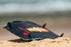 2025 Reedin Space Agency Kiteboard