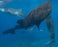 Freestyle Ocean Shark Classic Clip Watch-Whale Shark